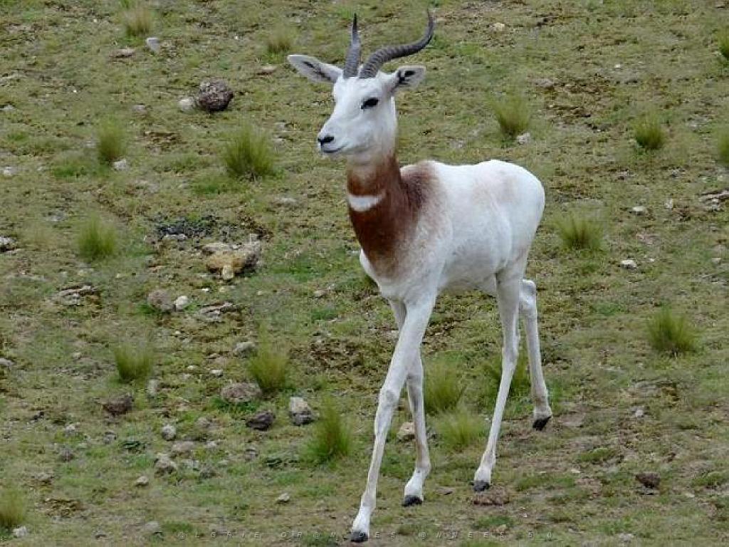 149 BIO PARC DE DOUE LA FONTAINE 7- 2016_000002.jpg